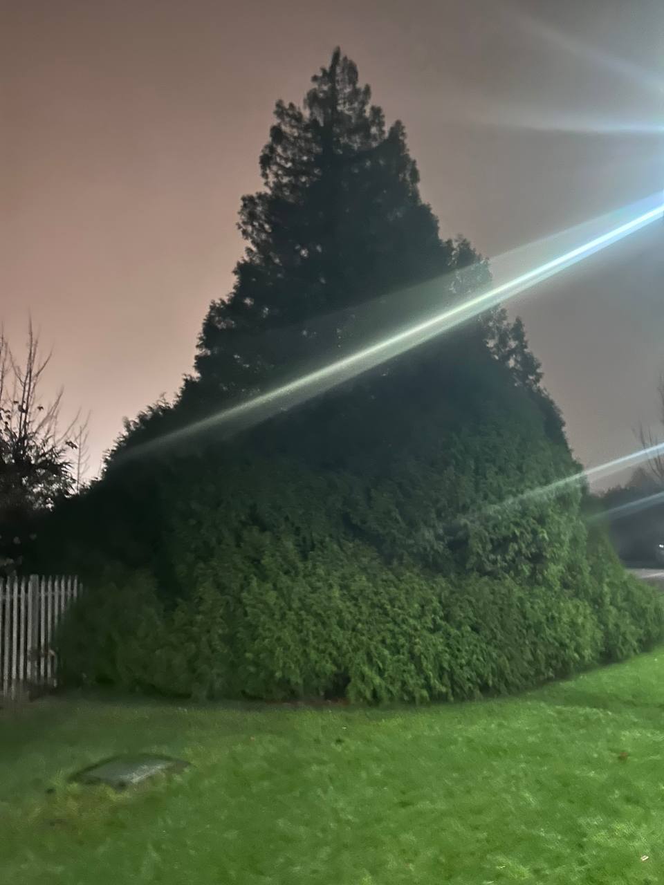 A giant Christmas tree at Bletchley Park